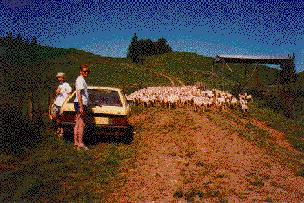 Virginia Cave Waitomo